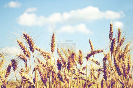Photo for Ears of ripe wheat on the farm. - Royalty Free Image