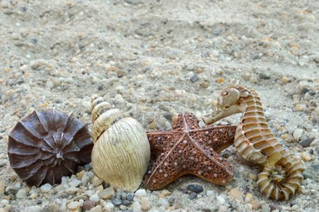 Foto de Conchas marinas y estrellas de mar sobre fondo de arena, composición de verano - Imagen libre de derechos
