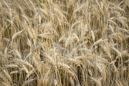 Photo for Wheat ears at rural field, summer background - Royalty Free Image