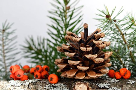 Foto de Conos de pino y rama de abeto con bayas de naranja sobre fondo blanco, decoración de Navidad - Imagen libre de derechos