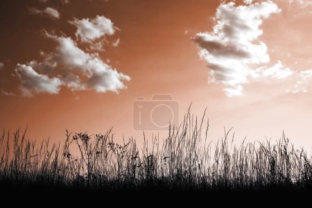 Photo for Dramatic sunset sky above field of grass - Royalty Free Image