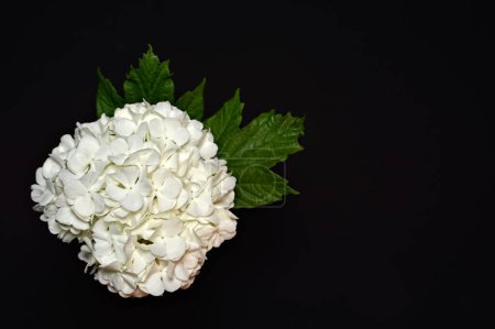 Téléchargez les photos : Belles fleurs d'hortensia sur un fond noir - en image libre de droit