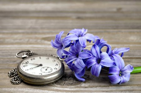 Téléchargez les photos : Vintage montre de poche et jacinthe fleurs violettes - en image libre de droit