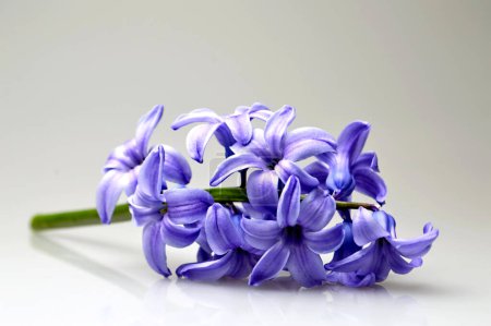 Téléchargez les photos : Jacinthe fleurs violettes sur fond clair - en image libre de droit