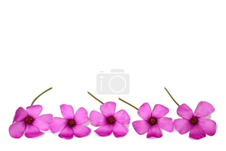 Foto de Fondo del Día de la Madre con borde floral de flores rosadas - Imagen libre de derechos