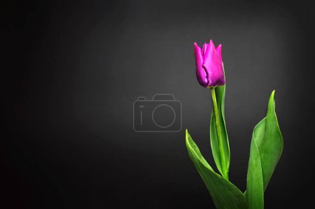 Foto de Plantilla de tarjeta del día de la madre con tulipán púrpura sobre fondo oscuro - Imagen libre de derechos
