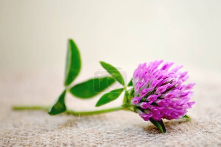Photo for Pink clover flower on canvas background - Royalty Free Image