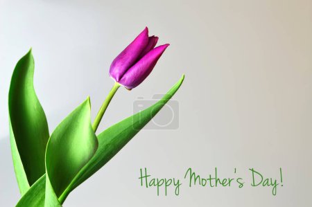 Foto de Pink tulip on grunge background, Happy Mother's Day template - Imagen libre de derechos