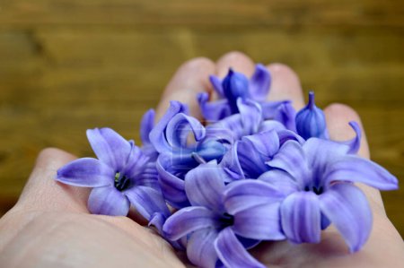 Téléchargez les photos : Main tenant des fleurs de jacinthe, gros plan - en image libre de droit