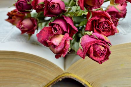 Foto de Abrir libro viejo y rosas rojas secas - Imagen libre de derechos