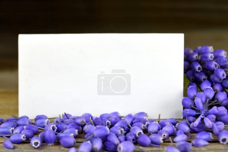 Téléchargez les photos : Carte de vœux vierge et fleurs de jacinthe violette, espace de copie - en image libre de droit