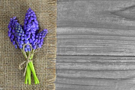 Téléchargez les photos : Fleurs de muscari bleu sur fond de toile - en image libre de droit