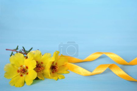 Photo for Yellow flowers and silk ribbon on blue background - Royalty Free Image