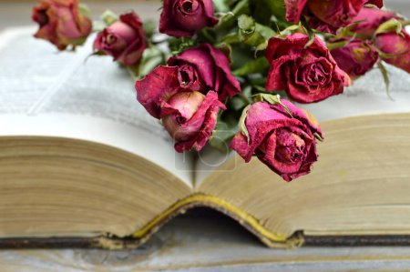 Open old book and dry red roses 
