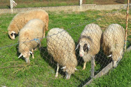 Foto de Cinco ovejas pastando en el redil de ovejas - Imagen libre de derechos