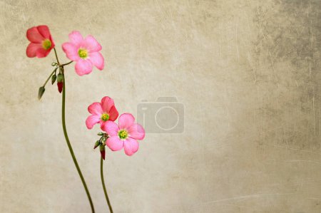 Foto de Flores rosadas sobre fondo grunge, espacio para copiar - Imagen libre de derechos