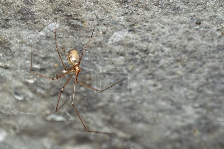 Photo for Closeup shot of a spider on grey wall background - Royalty Free Image