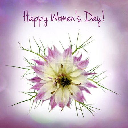 Foto de Tarjeta Día de la Mujer con flor nigella sativa rosa - Imagen libre de derechos