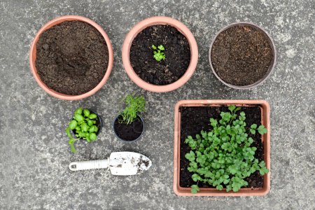 Photo for Fresh herb plants in pots and dirty shovel on grunge background - Royalty Free Image