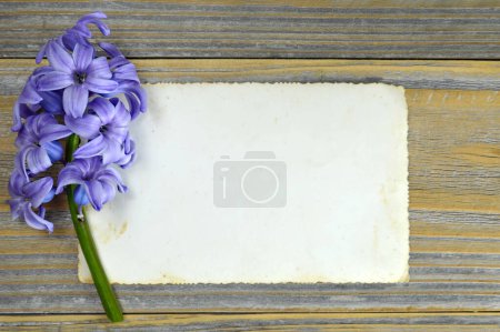 Téléchargez les photos : Carte de vœux vierge et fleur de jacinthe bleue - en image libre de droit