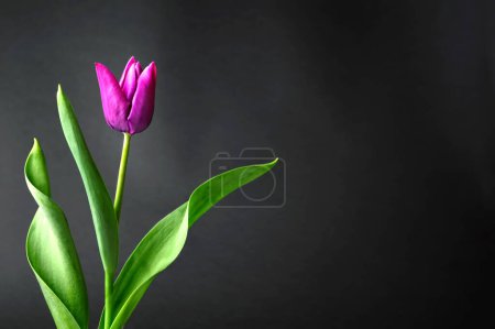 Téléchargez les photos : Cadeau de la fête des mères : tulipe pourpre sur fond sombre - en image libre de droit
