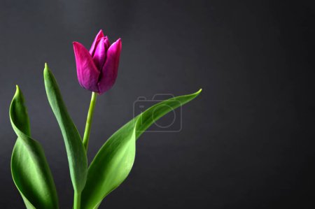 Téléchargez les photos : Tulipe violette sur fond sombre - en image libre de droit