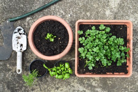 Foto de Concepto de jardinería, pequeñas plantas de jardín en macetas y pala pequeña - Imagen libre de derechos
