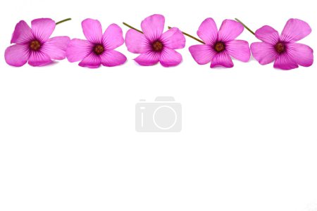 Foto de Fondo con borde floral de flores rosadas aisladas sobre fondo blanco - Imagen libre de derechos