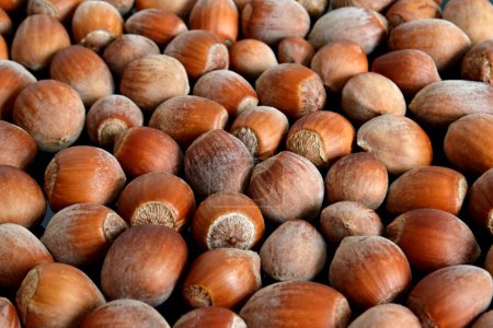 Photo for Many hazelnuts as background, top view - Royalty Free Image