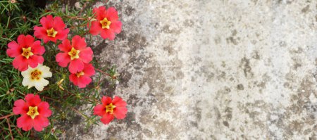 Moosrosen (Portulaca-Blüten) vor Betonhintergrund