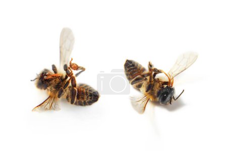 two dead bees isolated on white background