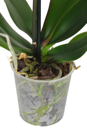 Téléchargez les photos : Orchid roots in transparent flower pot isolated on white background - en image libre de droit