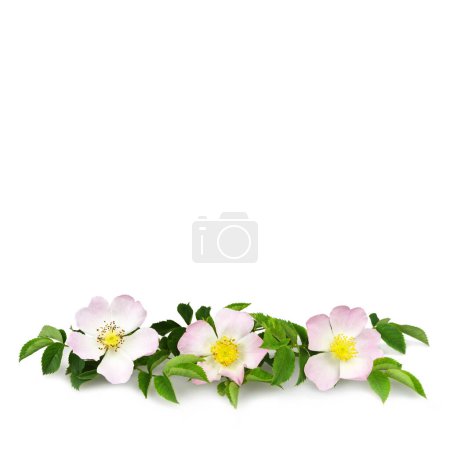 Briar Blumen isoliert auf weißem Hintergrund mit Kopierraum. Hunderosenblüten  