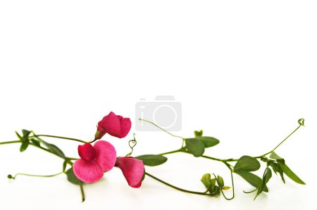 Mothers day card with wildflowers isolated on white background