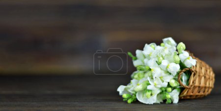 White snapdragon flowers in woven basket  