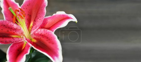 Mothers Day card. Lily flower on wooden background with copy space