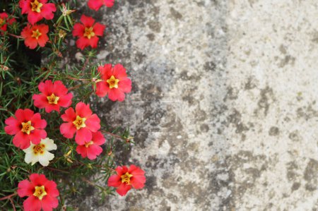 Moss rose (Portulaca grandiflora) flowers against concrete background
