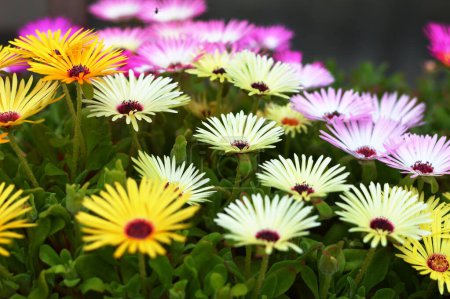 Blooming Livingstone daisies (Ice plant)