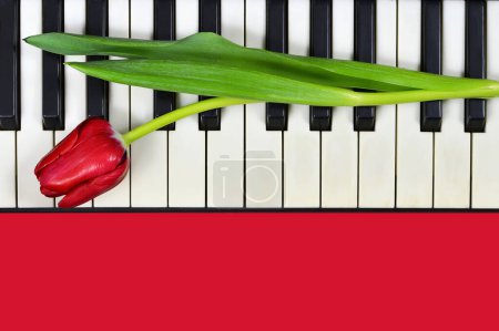 Valentinstag-Karte mit Tulpenblume auf Klaviertastatur  
