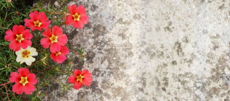 Moss roses (Portulaca flowers) against concrete background