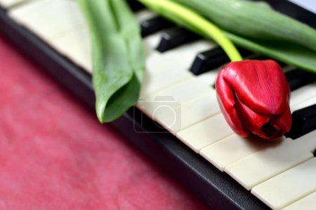 Muttertagskarte mit roter Tulpe auf Klaviertastatur  