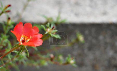 Close up of Moss rose flower on blurred background