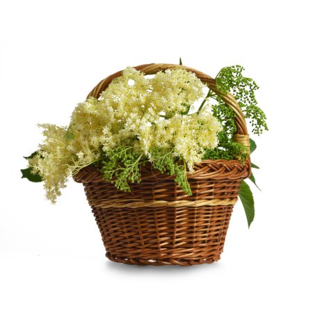Elder flowers in a basket isolated on white background