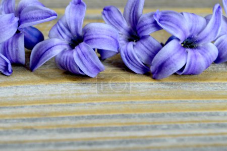Foto de Púrpura hermosas flores en fila sobre el fondo de madera - Imagen libre de derechos