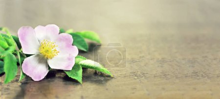 Photo for Wild rose flower on grunge background with copy space - Royalty Free Image