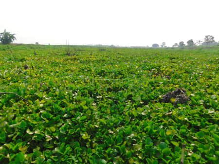           "Water Hyacinth Wonderland: Una escena serena en el paisaje"
