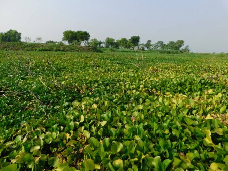           "Water Hyacinth Wonderland: A Serene Scene in the Landscape"