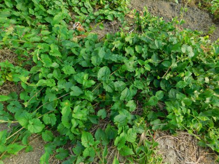 Foto de Mikania micrantha es una planta tropical perteneciente a la familia Asteraceae. Mikania micrantha Kunth es una hierba trepadora, comúnmente conocida como 'Jarmani Lota' en la India. - Imagen libre de derechos
