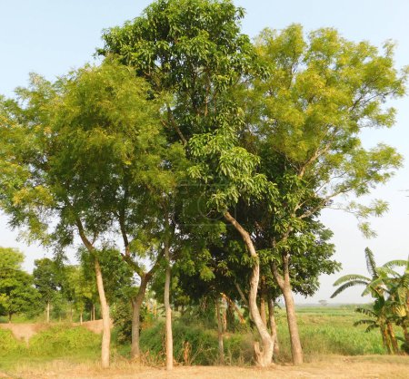       Neem fond flou de feuille, azadirachta indica - communément appelé écorce de neem arbre de Neem médicinal avec des feuilles de fond naturel    