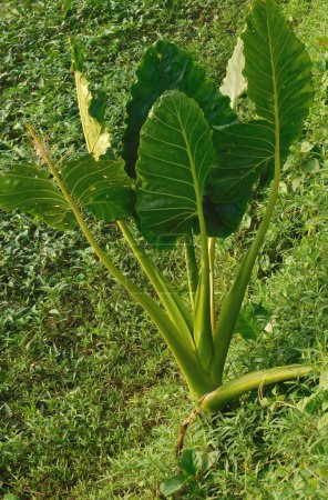          Alocasia macrorrhizos ist eine Blütenpflanze aus der Familie der Arumgewächse (Araceae), die in den Regenwäldern Südostasiens beheimatet ist. 